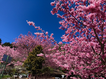 繁花似錦_12